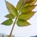 现挖香椿苗苗壮易活四季可摘价格实惠欢迎选购
