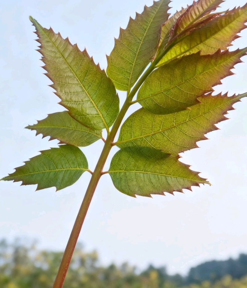 现挖香椿苗苗壮易活四季可摘价格实惠欢迎选购