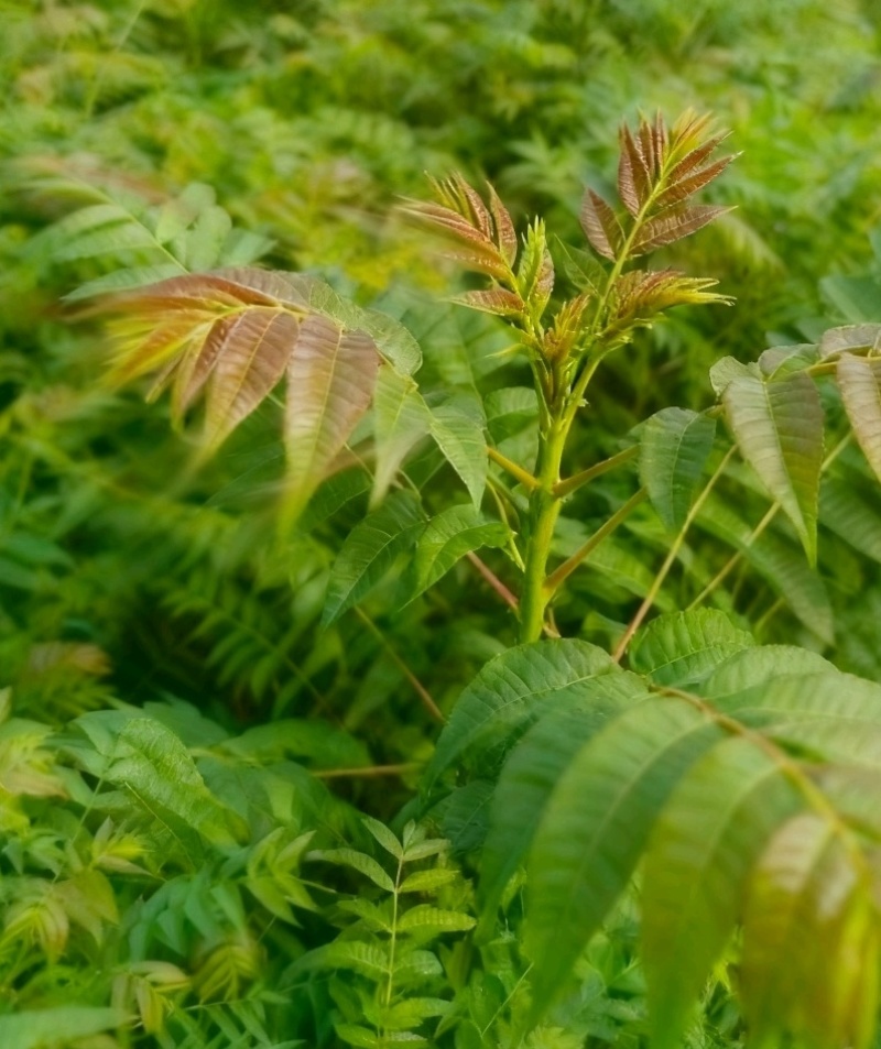 现挖香椿苗苗壮易活四季可摘价格实惠欢迎选购