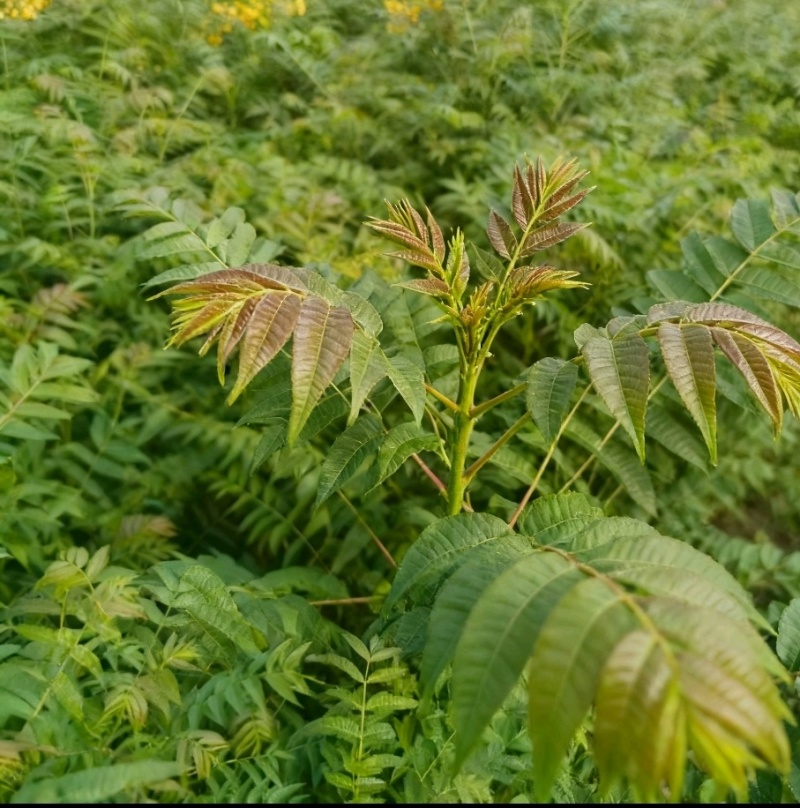 现挖香椿苗苗壮易活四季可摘价格实惠欢迎选购