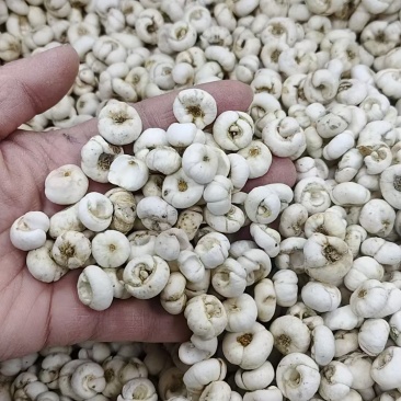 贝母，平贝母，各种规格，批发零代购代销各种中药材