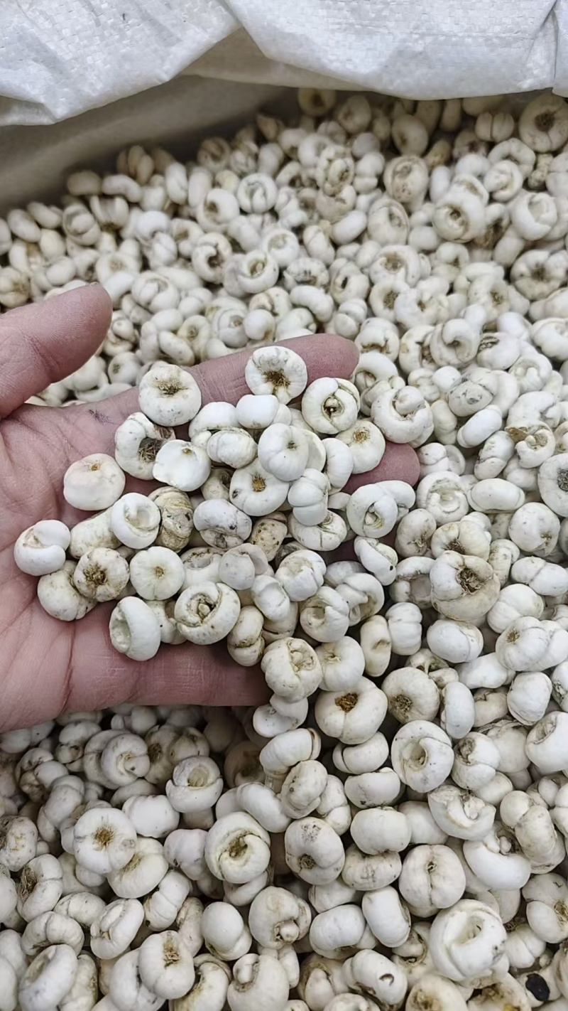 贝母，平贝母，各种规格，批发零代购代销各种中药材