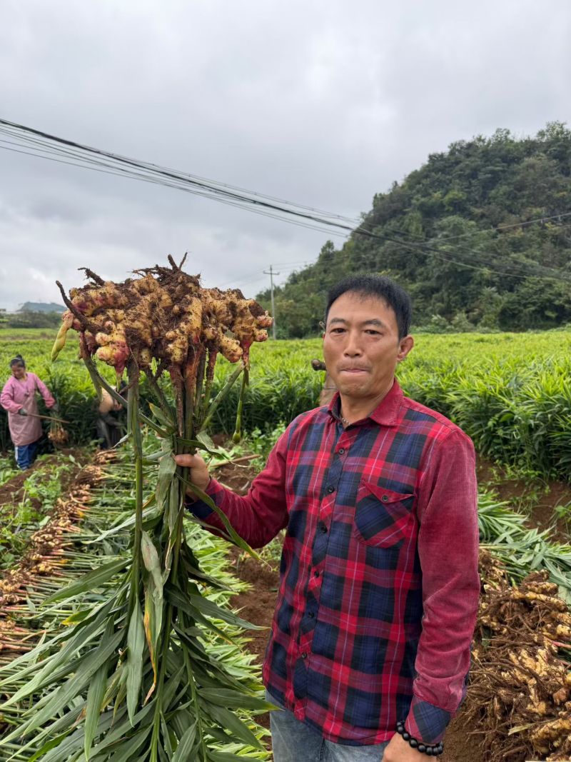 正宗小黄姜支持一件代发