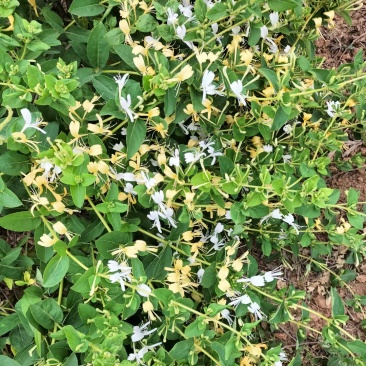 金银花苗