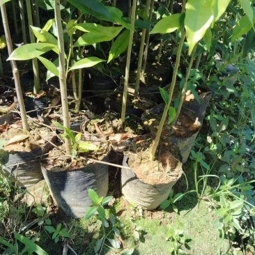 沉香树苗