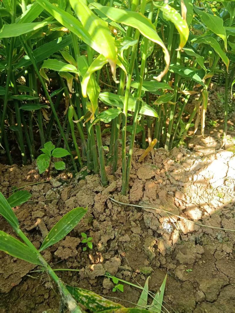贵州二号黄姜，有需要的老板请联系。
