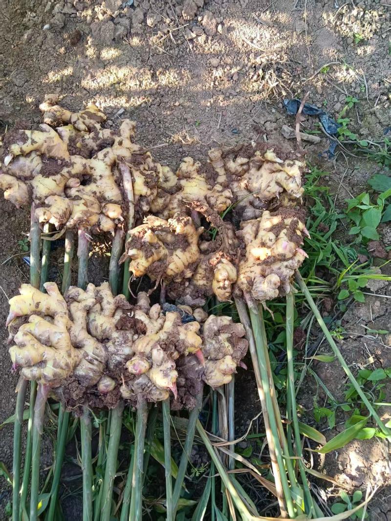 贵州二号黄姜，有需要的老板请联系。