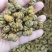 石斛卷，铁皮石斛枫斗，紫皮石斛枫斗规格齐全批发零售