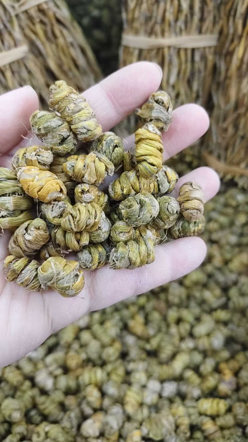 石斛卷，铁皮石斛枫斗，紫皮石斛枫斗规格齐全批发零售