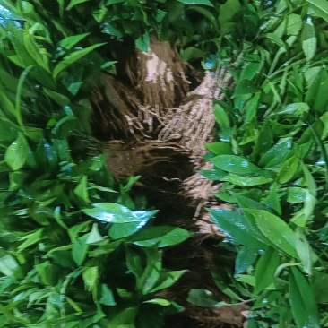 沉香芽苗