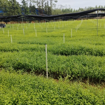 岗梅根苗称心木苗基地直销成活率高根系发达