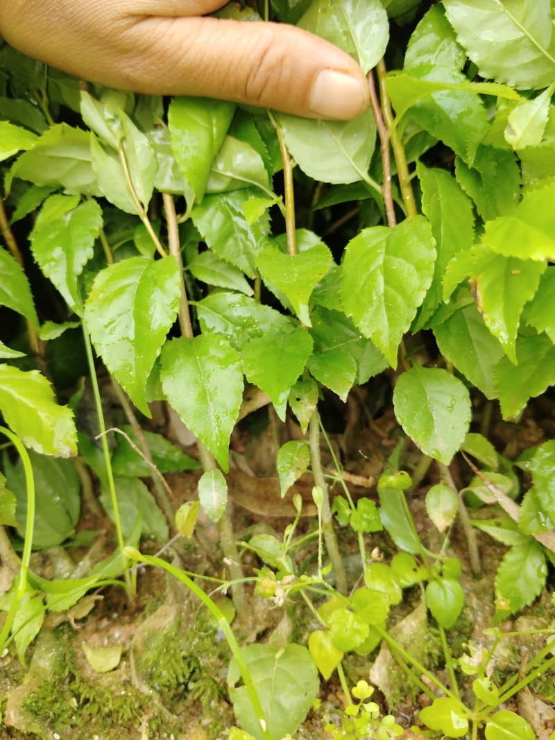 岗梅根苗称心木苗基地直销成活率高根系发达