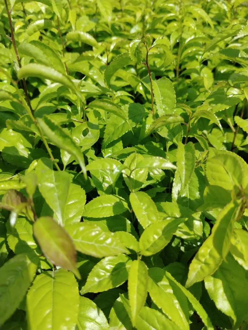 岗梅根苗称心木苗基地直销成活率高根系发达