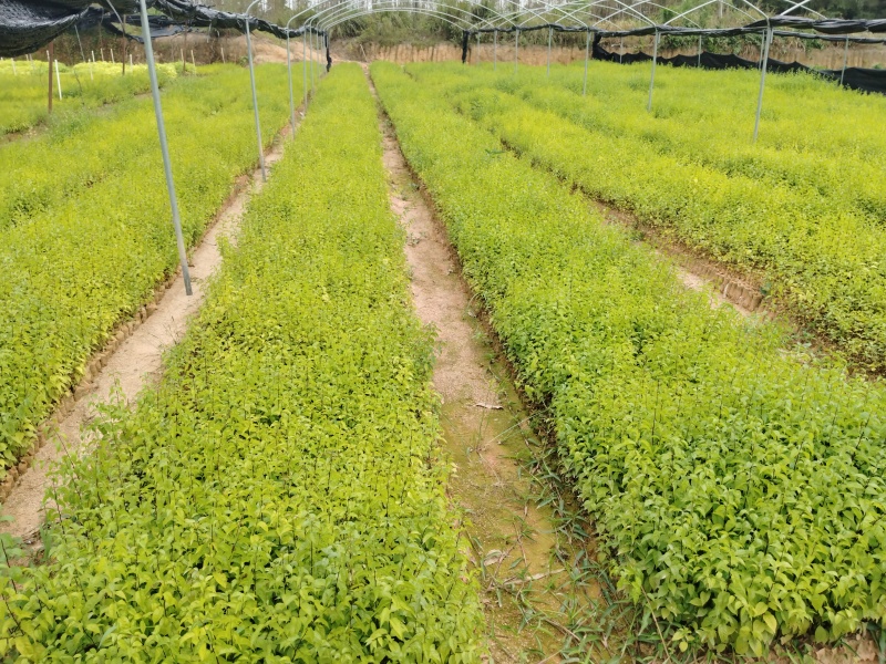 岗梅根苗称心木苗基地直销成活率高根系发达