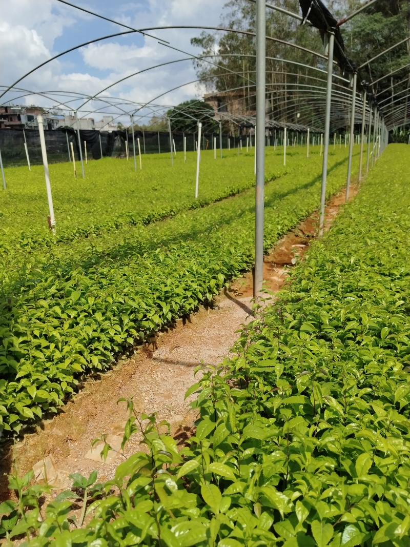 岗梅根苗称心木苗基地直销成活率高根系发达