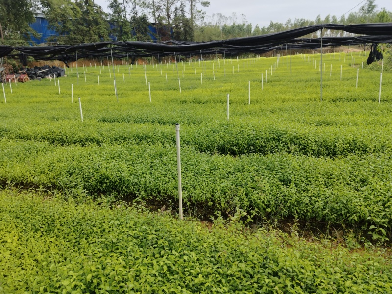 岗梅根苗称心木苗基地直销成活率高根系发达