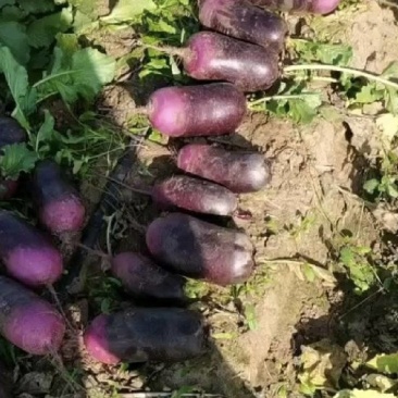 冰淇淋萝卜
