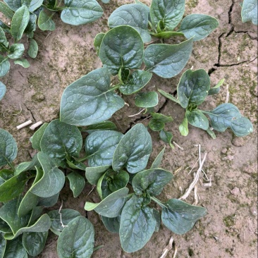 大棚种植趴地菠菜质量保证颜色好看、无冻伤