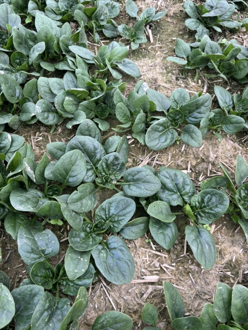 大棚种植趴地菠菜质量保证颜色好看、无冻伤