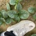 大棚种植趴地菠菜质量保证颜色好看、无冻伤