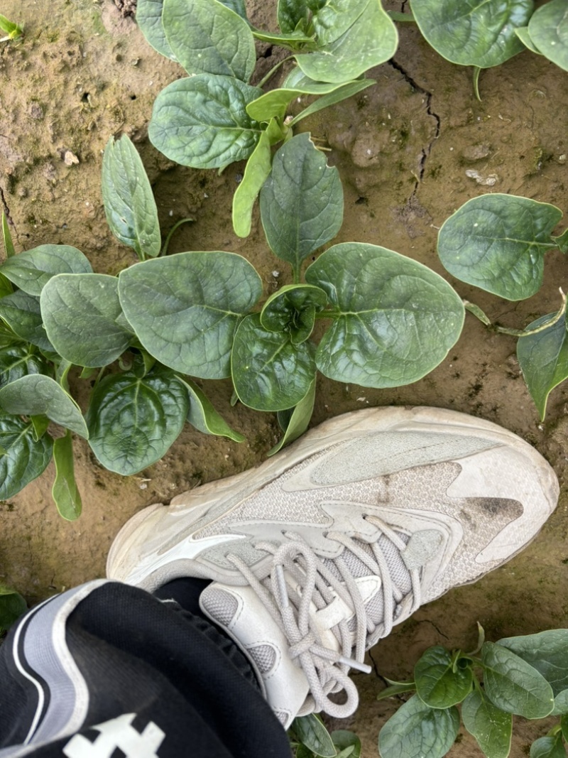 大棚种植趴地菠菜质量保证颜色好看、无冻伤