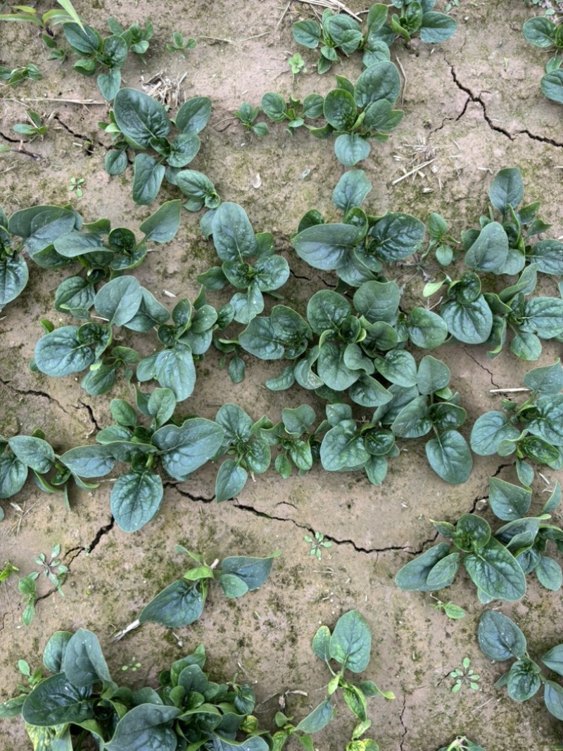 大棚种植趴地菠菜质量保证颜色好看、无冻伤
