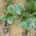 大棚种植趴地菠菜质量保证颜色好看、无冻伤