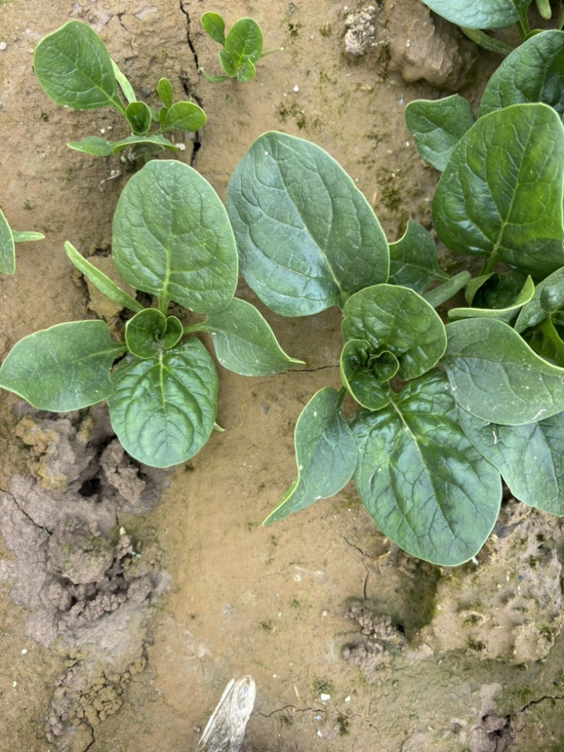 大棚种植趴地菠菜质量保证颜色好看、无冻伤
