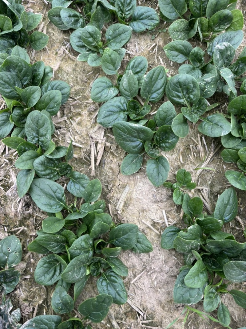 大棚种植趴地菠菜质量保证颜色好看、无冻伤