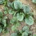 大棚种植趴地菠菜质量保证颜色好看、无冻伤