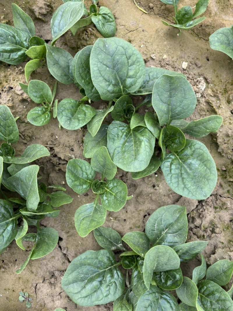 大棚种植趴地菠菜质量保证颜色好看、无冻伤