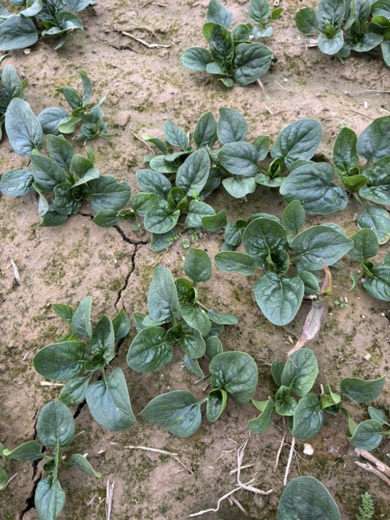 大棚种植趴地菠菜质量保证颜色好看、无冻伤
