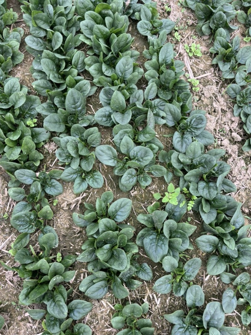 大棚种植趴地菠菜质量保证颜色好看、无冻伤