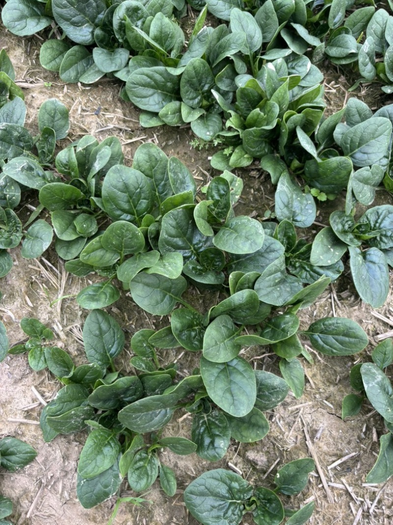 大棚种植趴地菠菜质量保证颜色好看、无冻伤