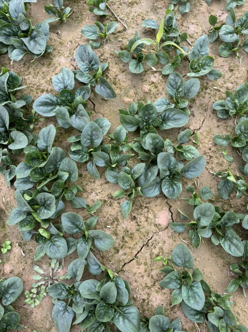 大棚种植趴地菠菜质量保证颜色好看、无冻伤
