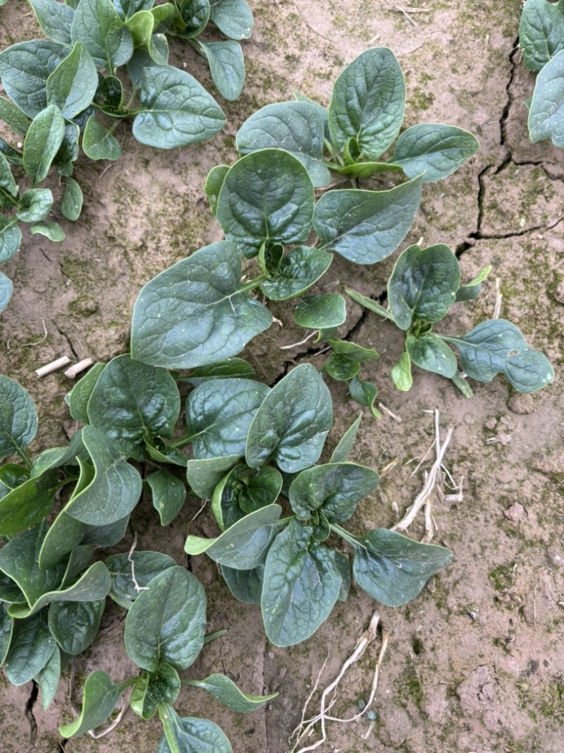 大棚种植趴地菠菜质量保证颜色好看、无冻伤