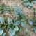 大棚种植趴地菠菜质量保证颜色好看、无冻伤