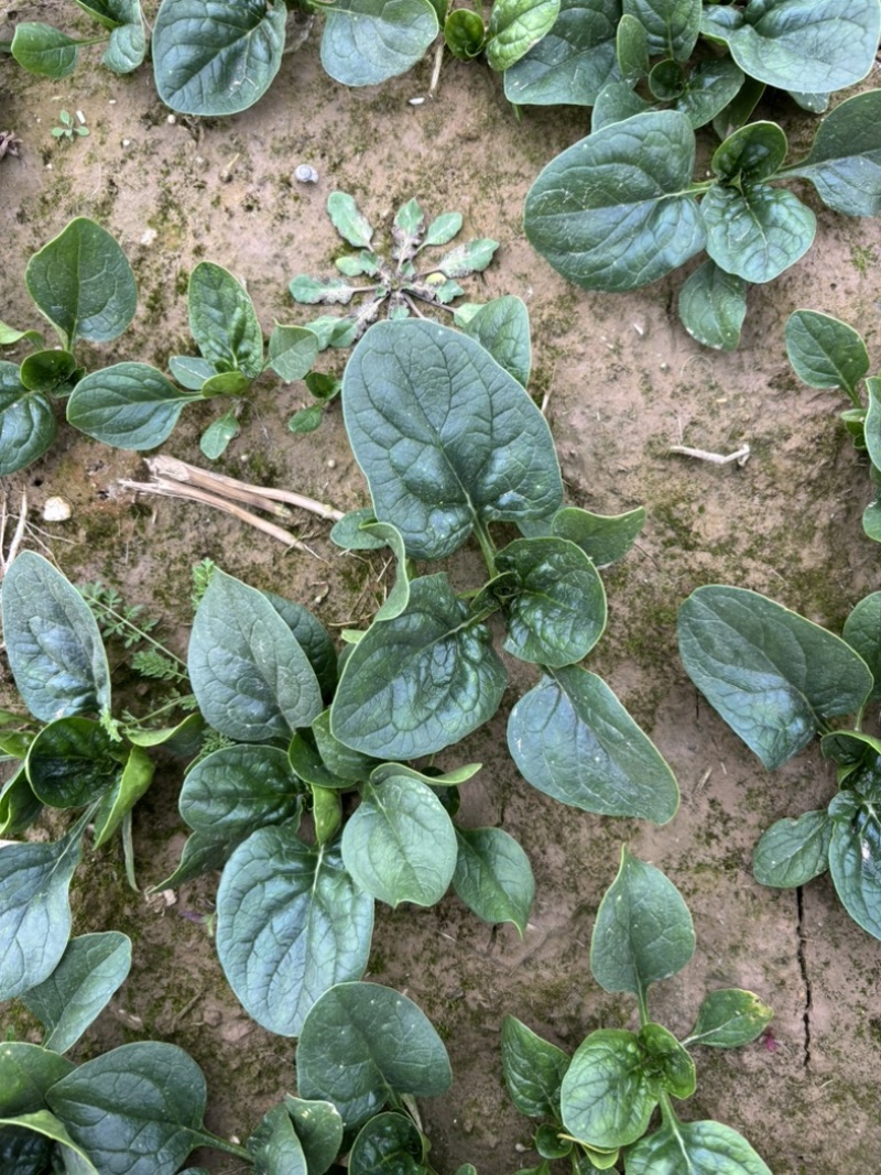 大棚种植趴地菠菜质量保证颜色好看、无冻伤