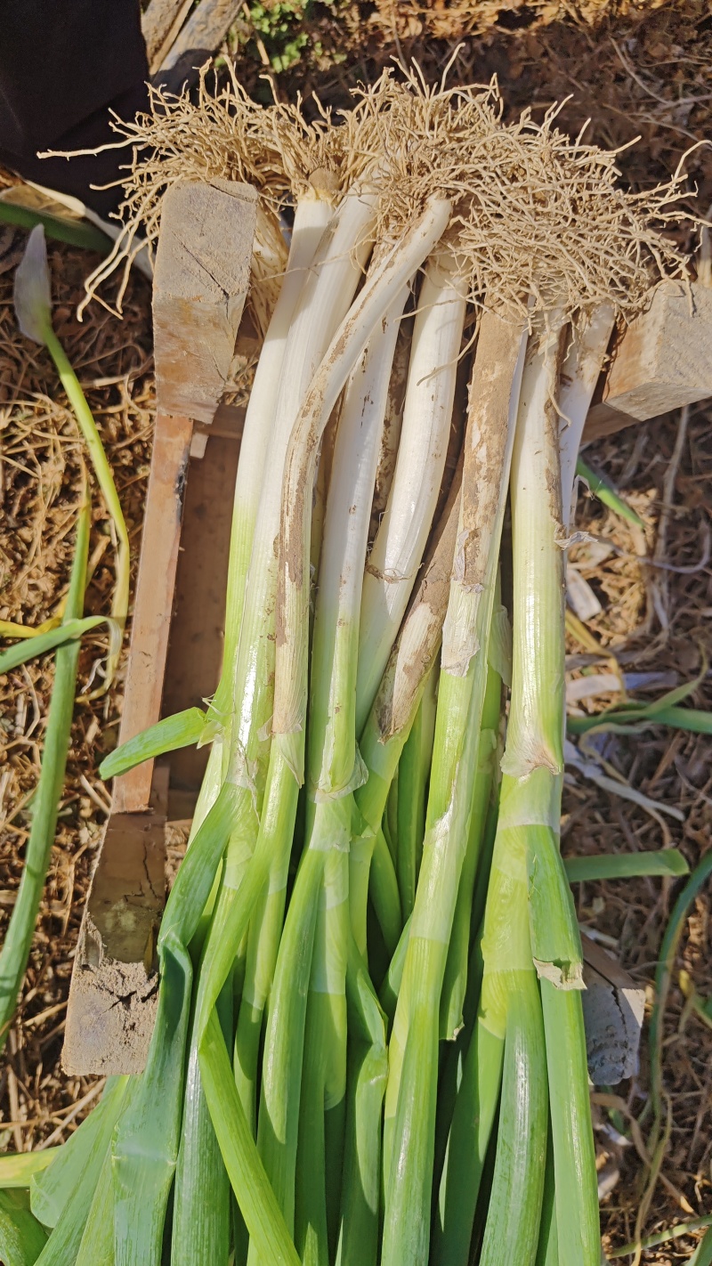 大葱，基地直发，价格低大量有货，需要的联系