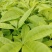 三叉苦杯苗基地直销大量批发种植成活率高根系发达