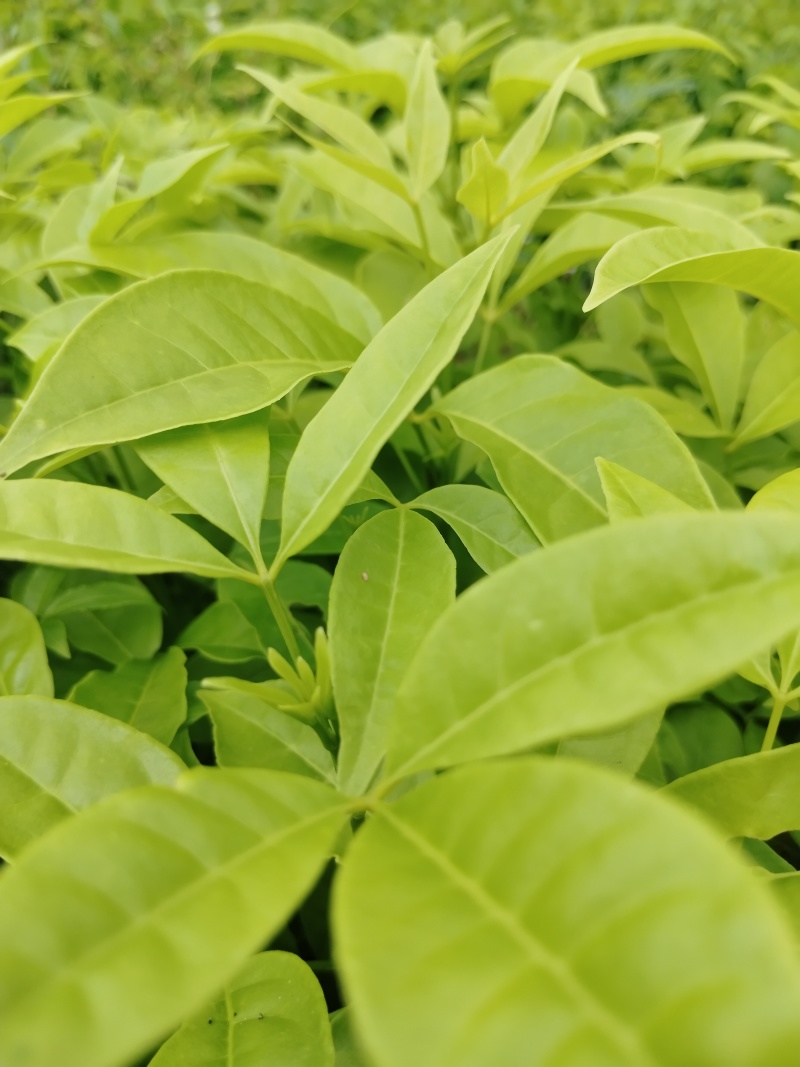 三叉苦杯苗基地直销大量批发种植成活率高根系发达