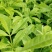三叉苦杯苗基地直销大量批发种植成活率高根系发达