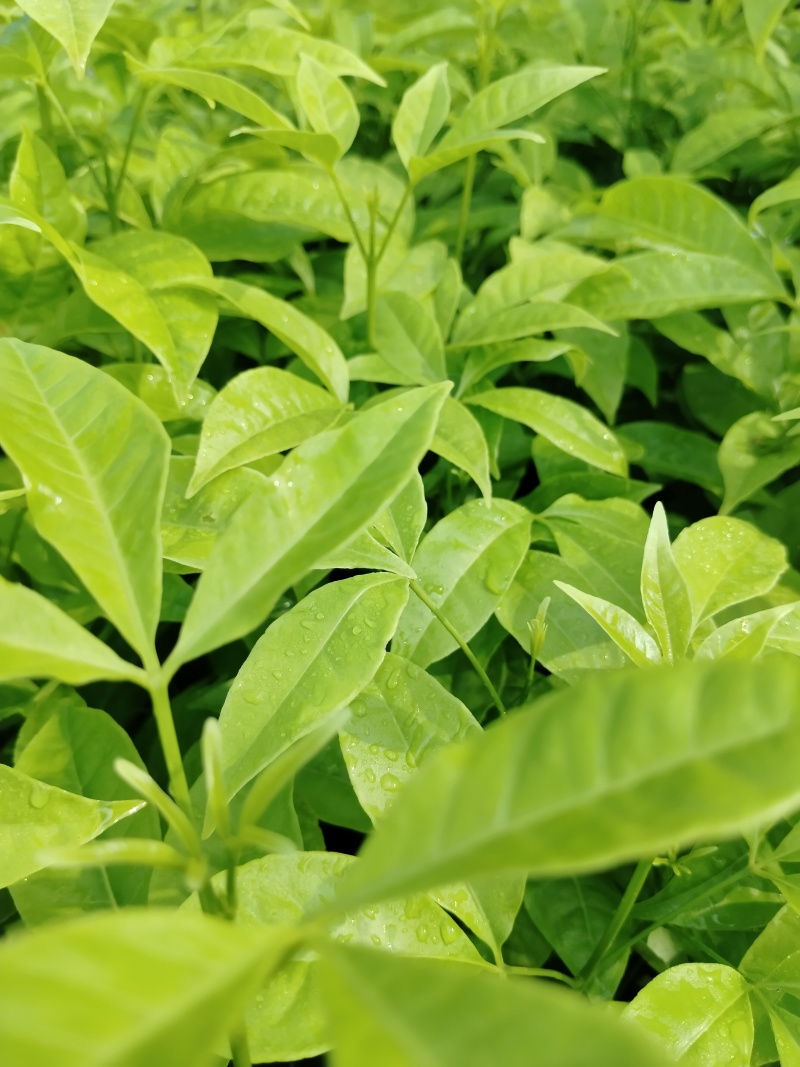 三叉苦杯苗基地直销大量批发种植成活率高根系发达