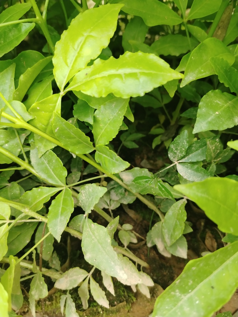 三叉苦杯苗基地直销大量批发种植成活率高根系发达