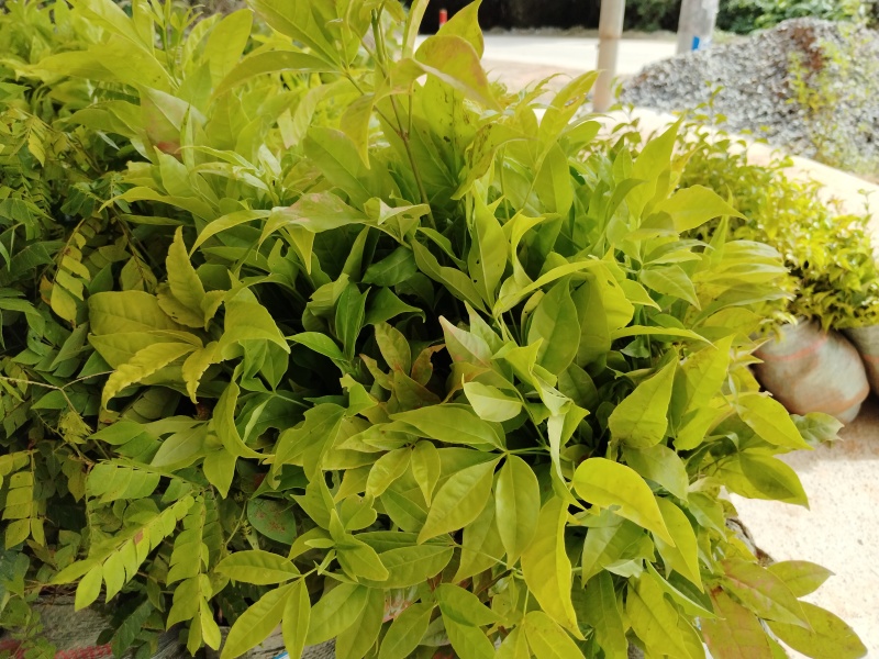 三叉苦杯苗基地直销大量批发种植成活率高根系发达