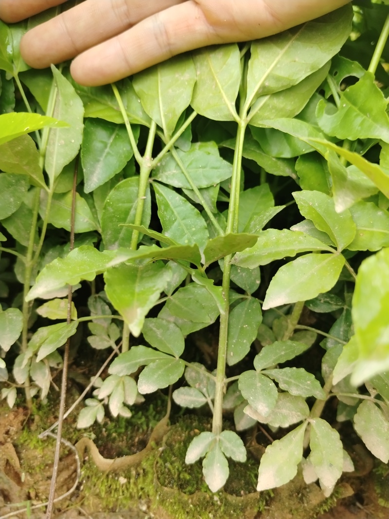 三叉苦杯苗基地直销大量批发种植成活率高根系发达