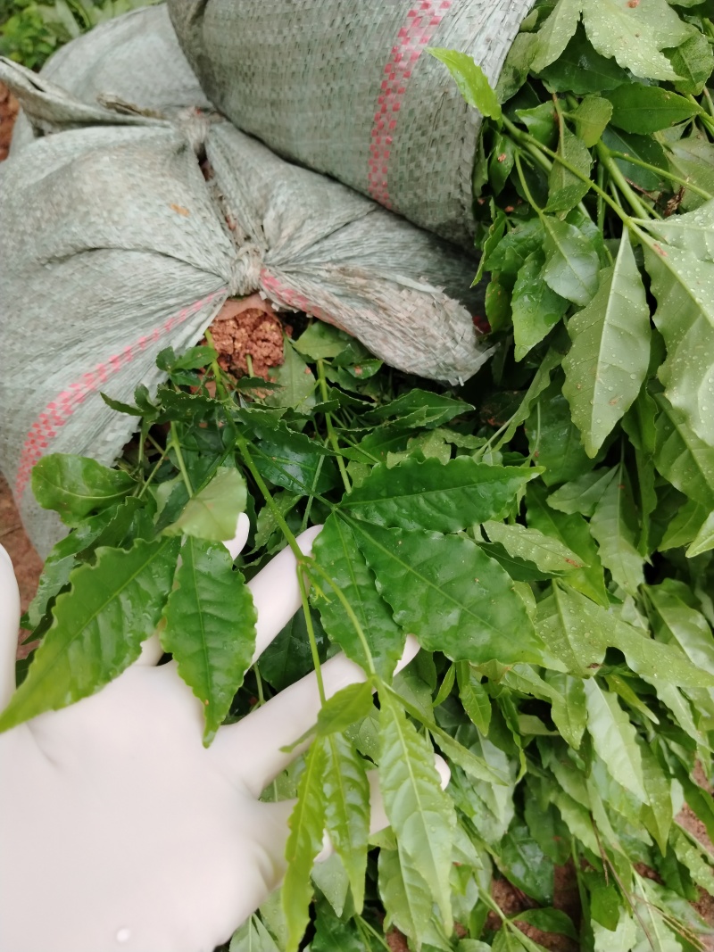 三叉苦杯苗基地直销大量批发种植成活率高根系发达