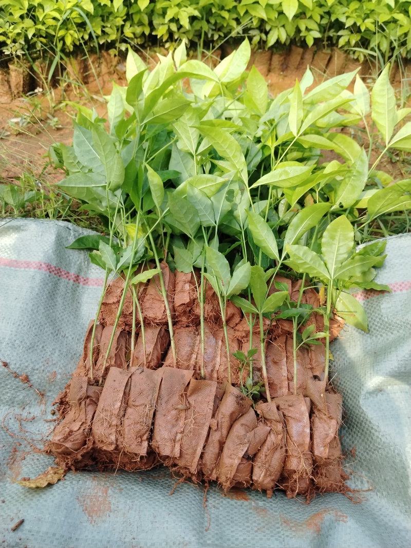 三叉苦杯苗基地直销大量批发种植成活率高根系发达