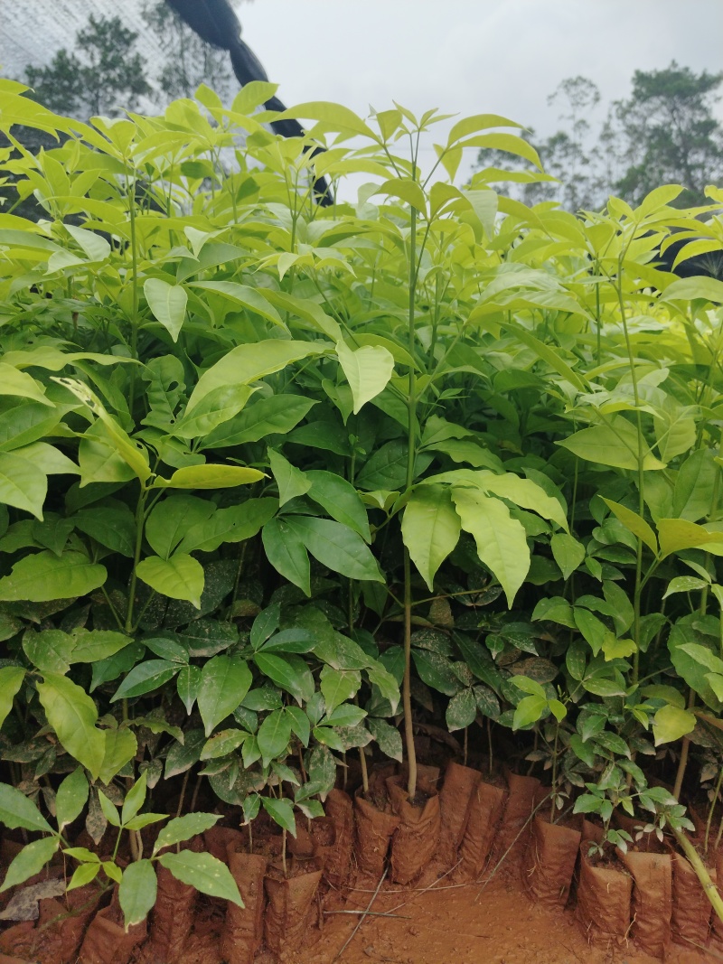 三叉苦杯苗基地直销大量批发种植成活率高根系发达