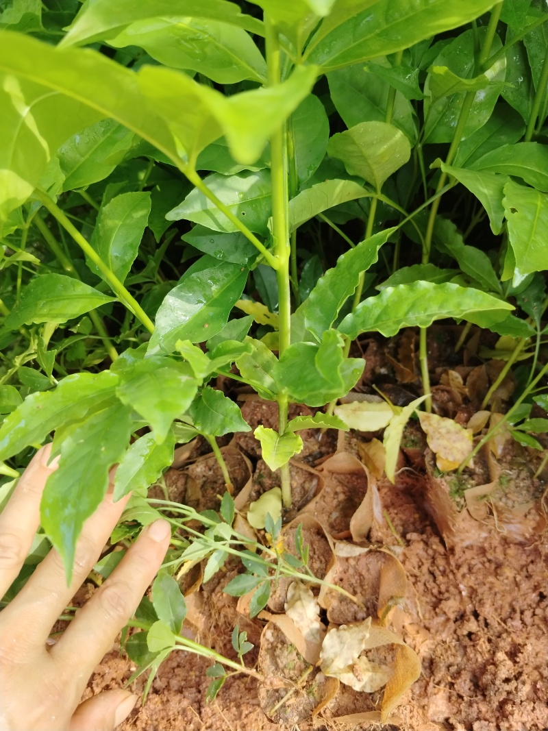 三叉苦杯苗基地直销大量批发种植成活率高根系发达